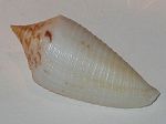 CONUS ALABASTER